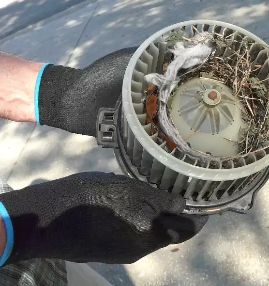 About Air Duct Mice Removal in Maitland, FL